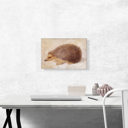 A Hedgehog 1584