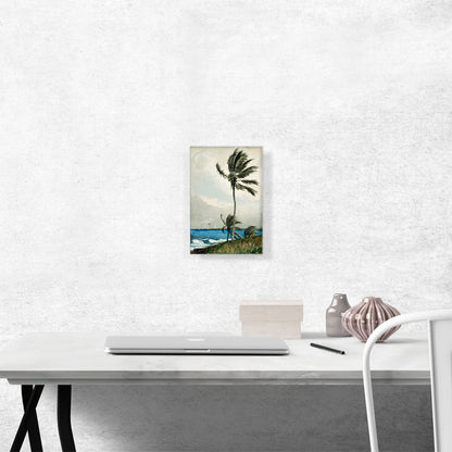 Palm Tree - Nassau 1898