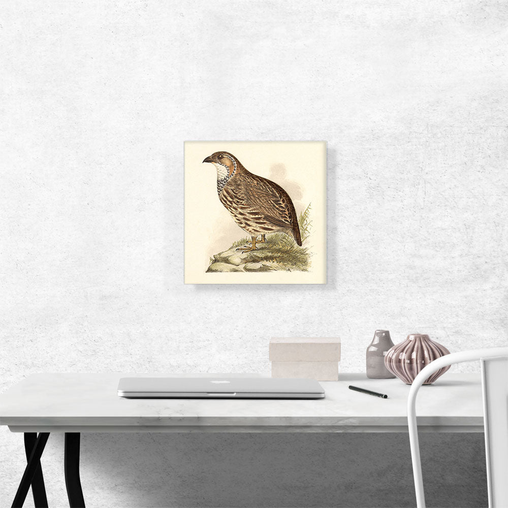 Partridge