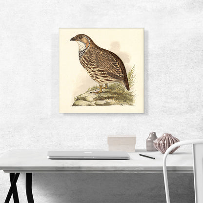 Partridge