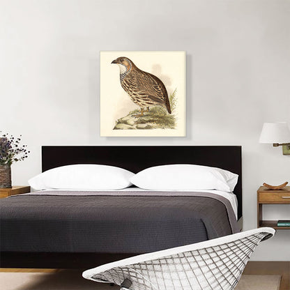 Partridge