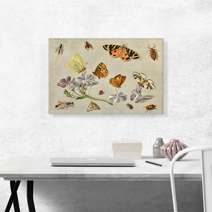 Butterflies a Moth Ladybird And Other Insects With a Sprig Of Auricula