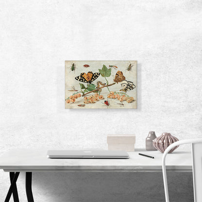 Insects And Fruit