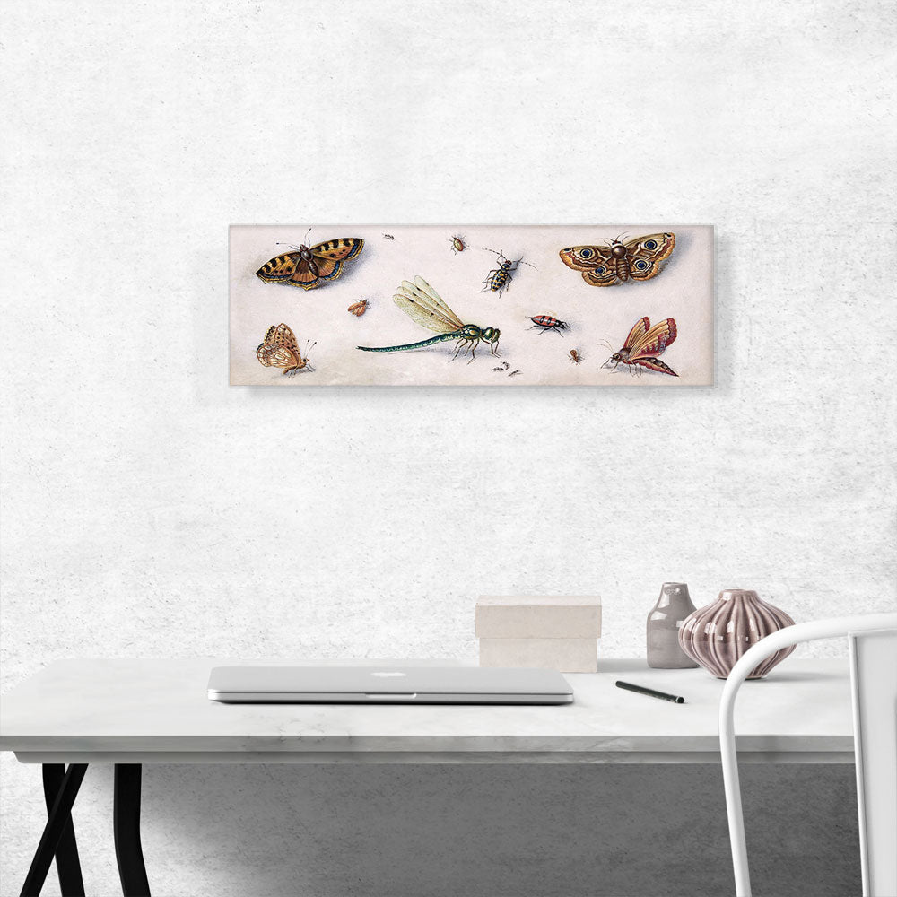 Insects Butterflies And a Dragonfly