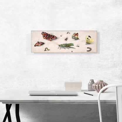Insects Butterflies And a Grasshopper