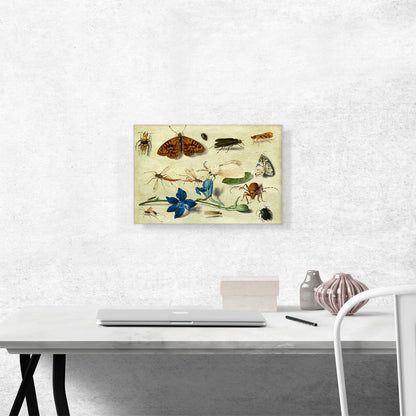 Still Life Of Moths Insects And a Parma Violet