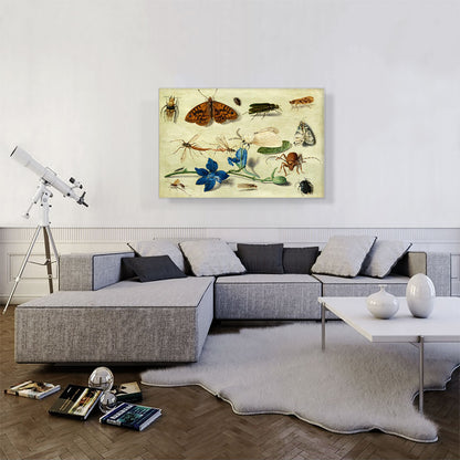 Still Life Of Moths Insects And a Parma Violet