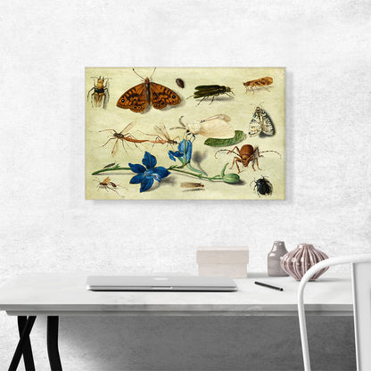 Still Life Of Moths Insects And a Parma Violet