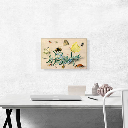 Still Life Study Insects On a Spring Of Rosemary Butterflies Bumble Bee1653