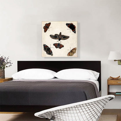 Studies Of Five Butterflies And a Hawk Moth