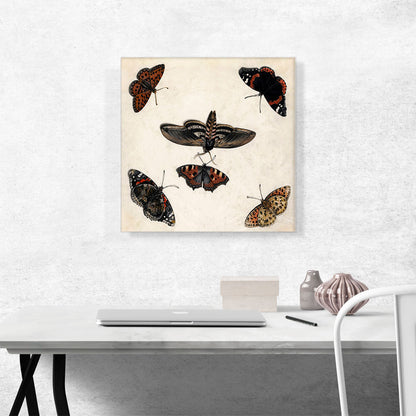 Studies Of Five Butterflies And a Hawk Moth