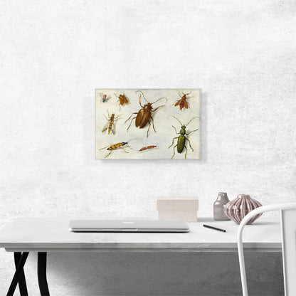 Study Of Insects