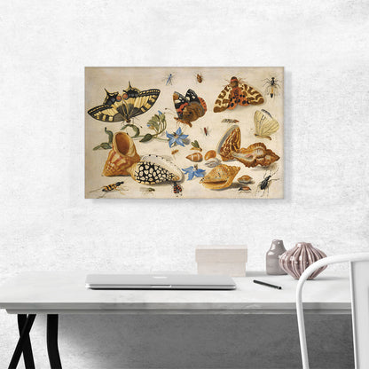 A Swallowtail Red Admiral And Other Insects Shells Sprig Of Borage