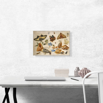 A Swallowtail Red Admiral And Other Insects Shells Sprig Of Borage