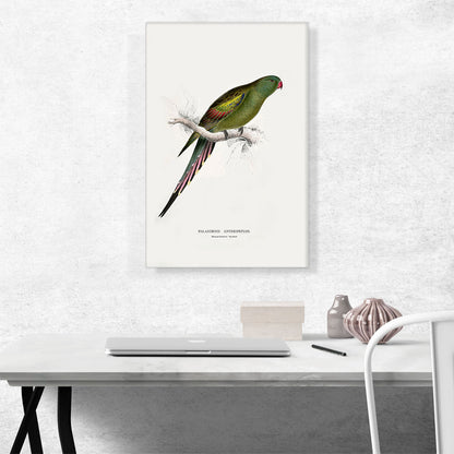 Blossom-Feathered Parakeet