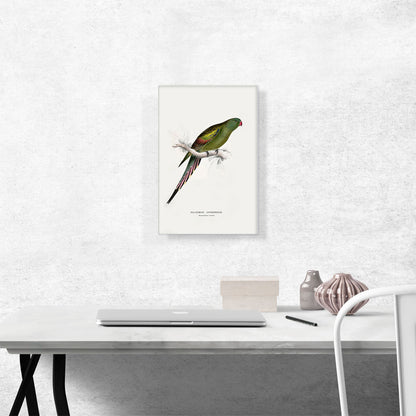 Blossom-Feathered Parakeet