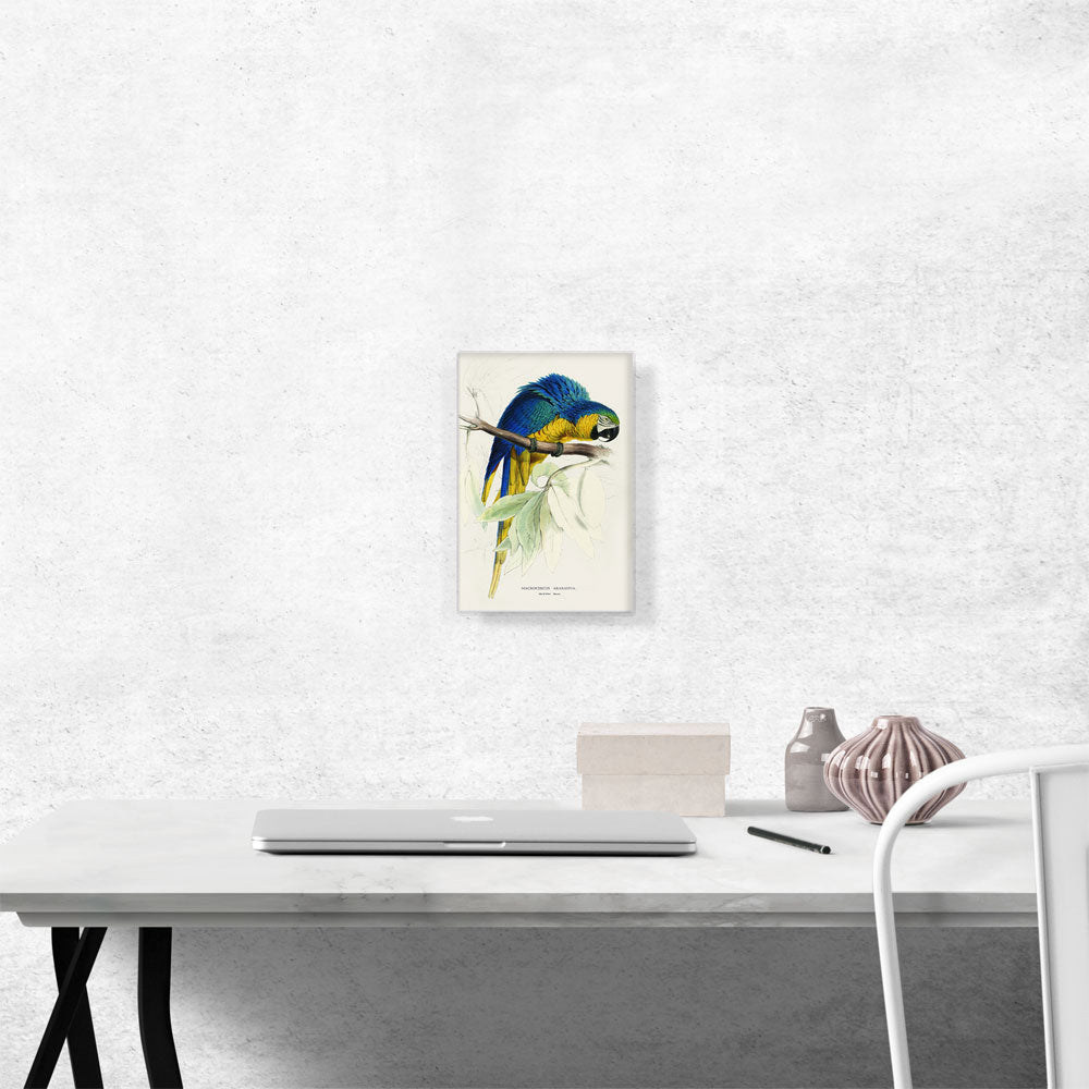 Blue And Yellow Macaw