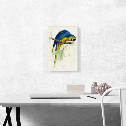 Blue And Yellow Macaw