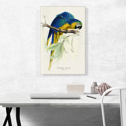 Blue And Yellow Macaw