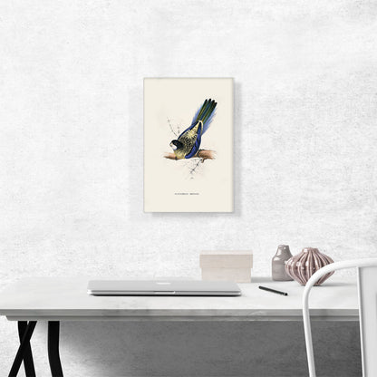 Brown's Parakeet
