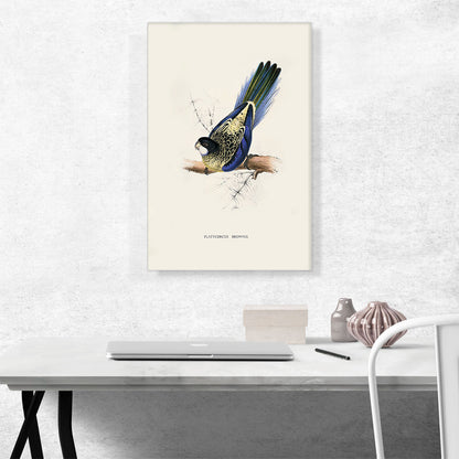 Brown's Parakeet