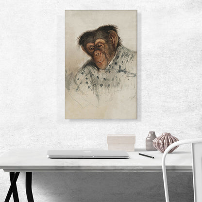 Chimpanzee 1835