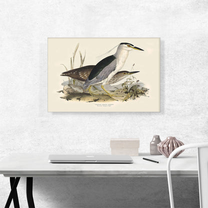 Common Night Heron