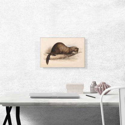 A Weasel 1832