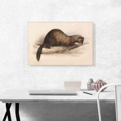 A Weasel 1832