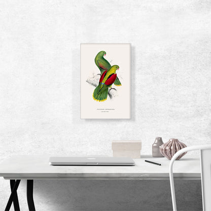 Crimson-Winged Parakeet 1832