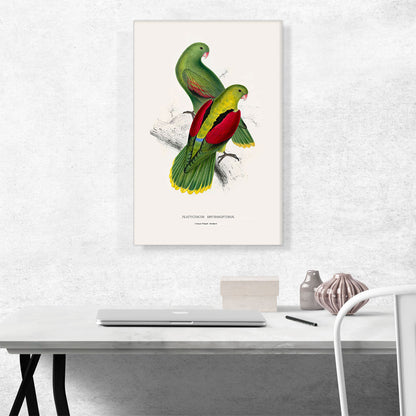 Crimson-Winged Parakeet 1832