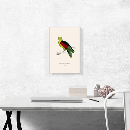 Crimson-Winged Parakeet 1832