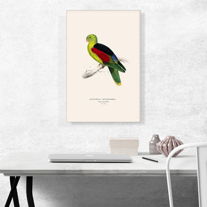 Crimson-Winged Parakeet 1832