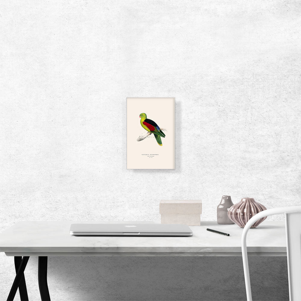 Crimson-Winged Parakeet 1832