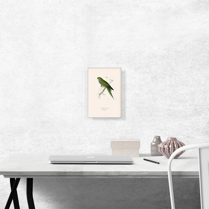 Dwarf Parakeet Macaw 1832