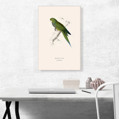 Dwarf Parakeet Macaw 1832