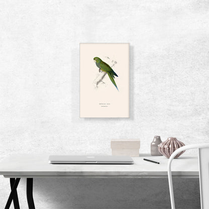 Dwarf Parakeet Macaw 1832