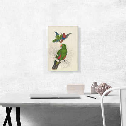 Eclectus Roratus Polychloros 1830
