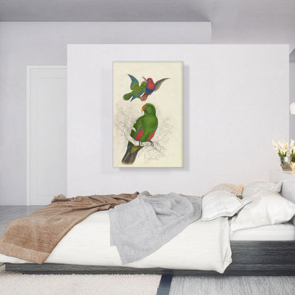 Eclectus Roratus Polychloros 1830