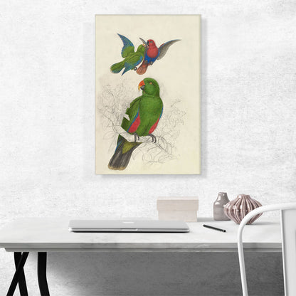 Eclectus Roratus Polychloros 1830