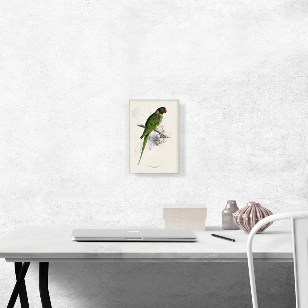 Hooded Parakeet 1832