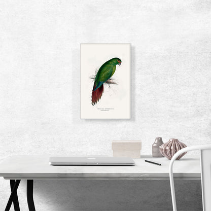 Long-Billed Parakeet Macaw 1832