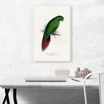 Long-Billed Parakeet Macaw 1832