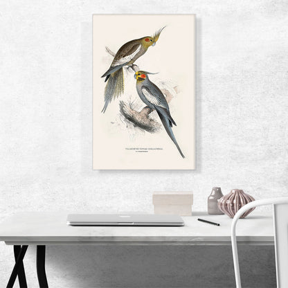 New Holland Parakeet 1832
