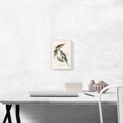 New Holland Parakeet 1832