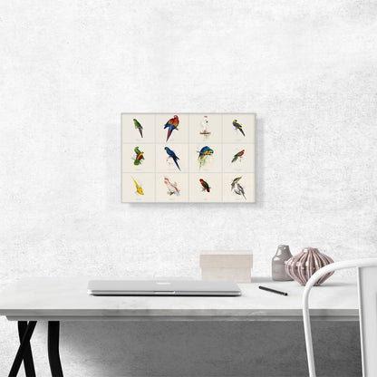 Parrot Cockatoo Macaw Parakeet Collage Rectangle