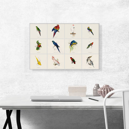Parrot Cockatoo Macaw Parakeet Collage Rectangle