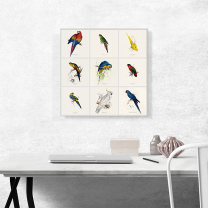 Parrot Cockatoo Macaw Parakeet Collage Square