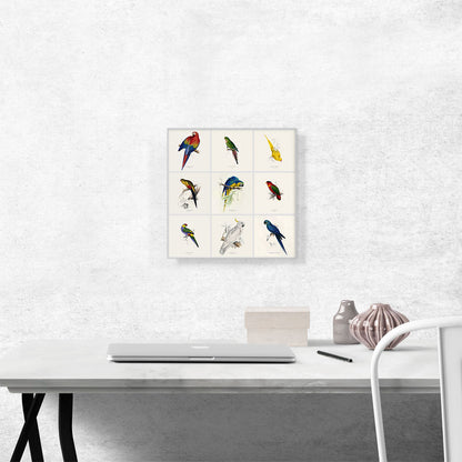 Parrot Cockatoo Macaw Parakeet Collage Square