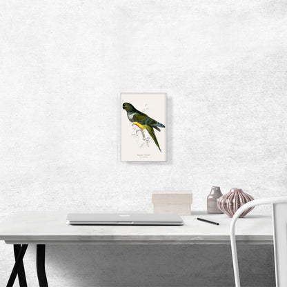 Patagonian Parakeet Macaw 1832